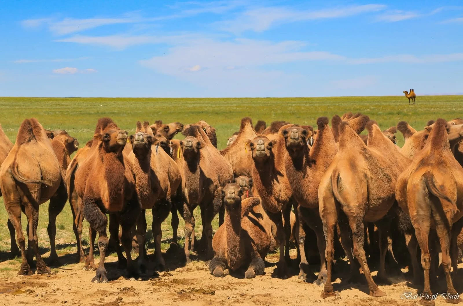 retraites mongolie juillet 2026 chameaux 01