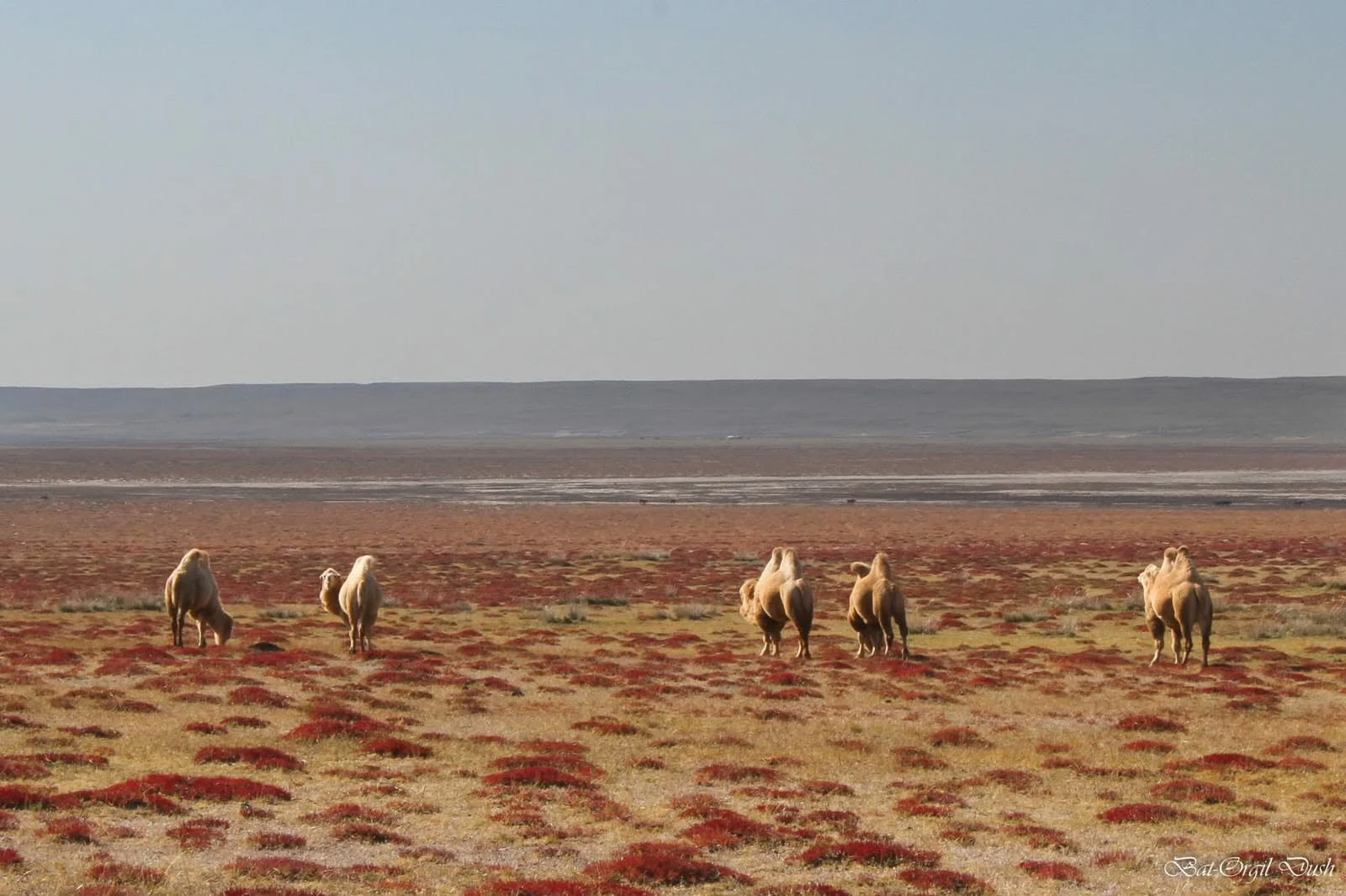 retraites mongolie juillet 2026 chameaux 02
