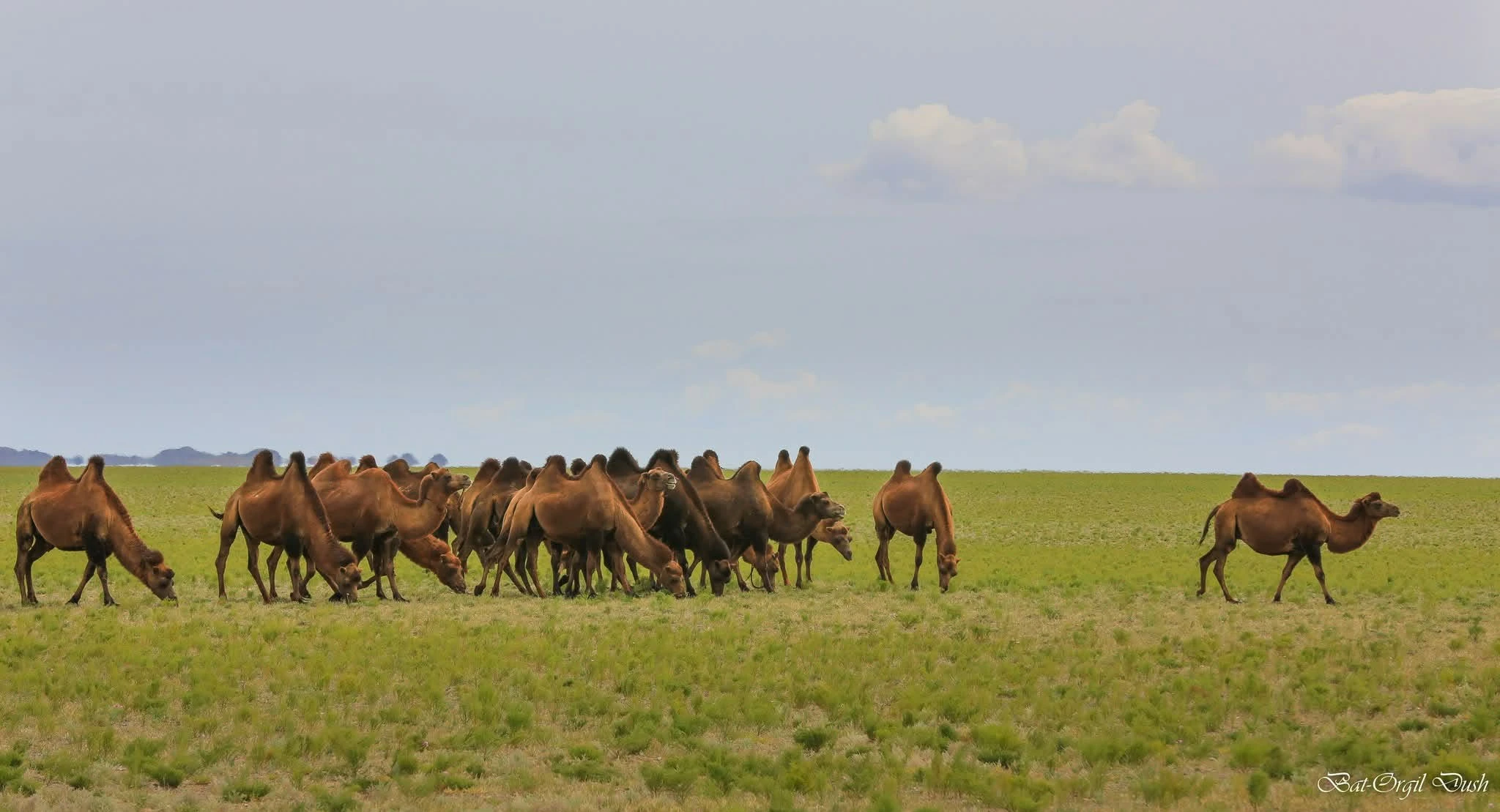 retraites mongolie juillet 2026 chameaux 03
