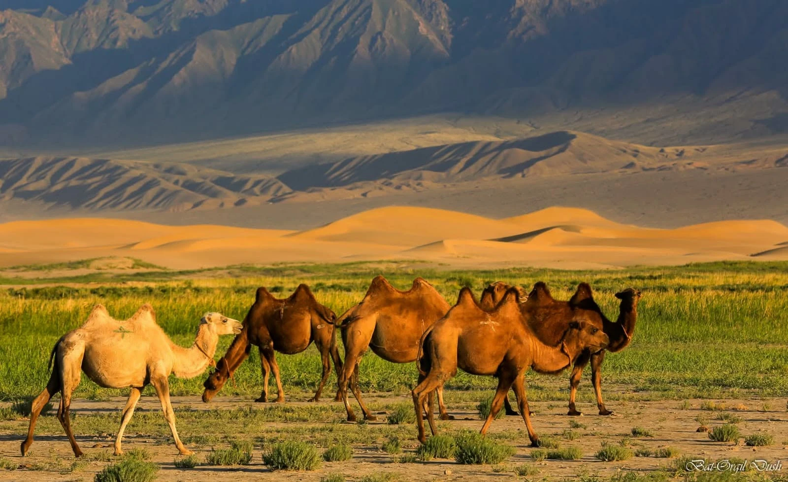 retraites mongolie juillet 2026 chameaux 04