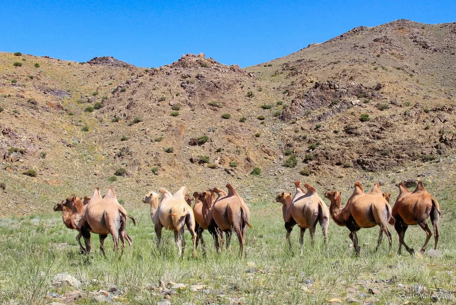 retraites mongolie juillet 2026 chameaux 05
