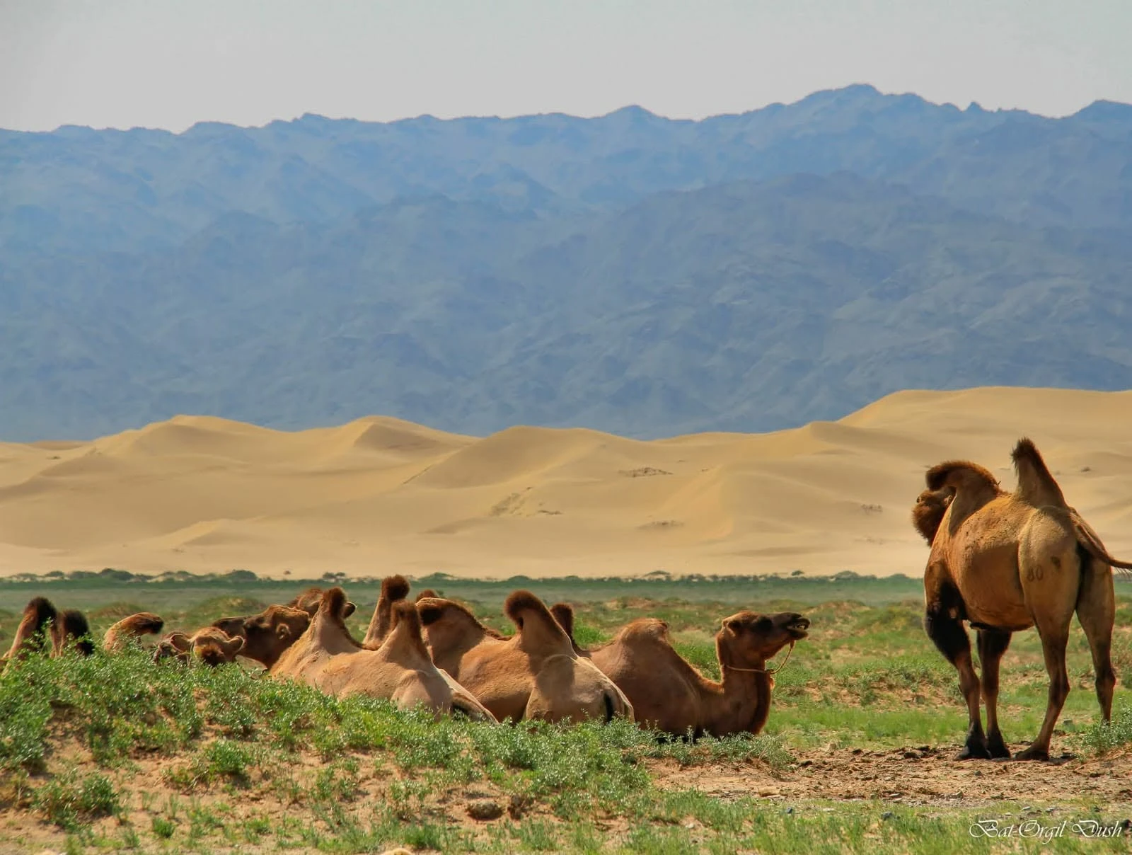 retraites mongolie juillet 2026 chameaux 06